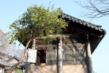 [山과 사람, 京畿를 세우다]30.운길산과 세조와의 인연