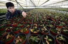 시설재배 농가들 병해충 비상