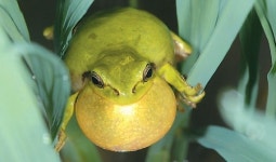 수원시민들, 수원청개구리 서식지 보존 팔 걷었다