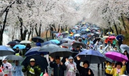 꽃비를 맞으며…행복한 평택의 봄