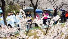 꽃비를 맞으며…행복한 평택의 봄