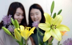국산 신품종 나리 활짝