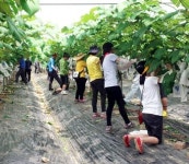 군포농협인들, 포도농가 돕기 구슬땀