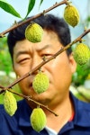 복숭아농장 냉해 쇼크… 어쩌나