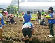 광주 농기센터, 청소년 농부들 배추심기 구슬땀