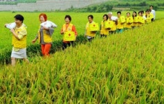 황금들녘 넉넉히 물들인 노란 조끼