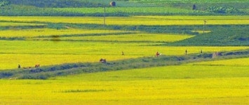 북한도 어느새 황금들녘