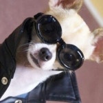 가장 옷 잘 입는 견공, 사람인 나보다 훨씬 낫다…인기 스타