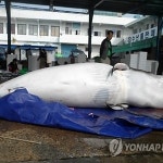 남해 밍크고래 포획, 몸길이 4.8ｍ 무게 1.5t 이름만 들어봤는데…