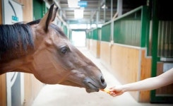 우리 곁으로 다가온 馬님… 기품있게 말 달리자