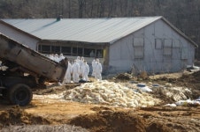 안성 오리농장 또 살처분