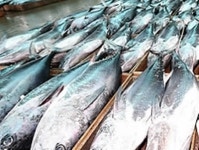 멍텅구리 뜻, 뚝지라는 어종을 일컫는 말?… 어떤 관계?