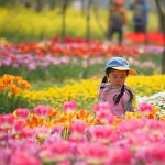 봄꽃 휴양마을 10선, 꽃구경도 하고 농촌체험도 하고… 선정된 곳 어디?