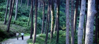 숨은 명소 잣향기푸른숲