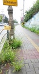 관광 여주 먹칠… 市 승격 무색