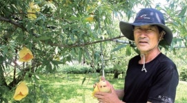 추석 낼 모레인데… 출하 할 복숭아 없어