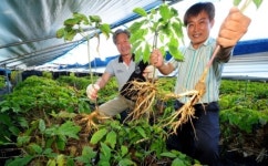 강화고려인삼센터석희네 | 강화 고려인삼이 최고죠 ~