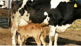 포천시, 젖소농가 체세포 복제기술 활용 한우송아지 생산