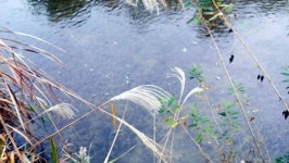 수원 원천리천 물고기 1천여마리 폐사