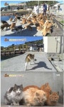 고양이들의 천국 아오시마섬…고양이 낙원