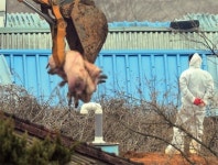 평택 돼지 농장서도 구제역