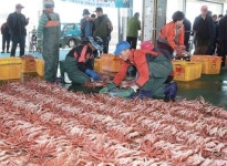맛보러 오시게 제철 맞은 대게