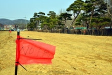 고사위기에 놓인 수원 노송지대