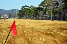 고사위기에 놓인 수원 노송지대