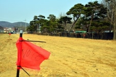 고사위기에 놓인 수원 노송지대