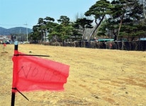 노송 살리겠다는 도로 공사… 되레 고사 위기 내몰아
