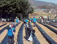 안성 보개면 주민자치위원회 이웃돕기 감자 심어요