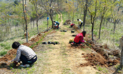 동두천 생연1동 주민자치위원회 못골터널 꽃잔디 식재