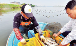 평택 오성복합화력발전소 온배수 유입... 진위천 상류 생태계 교란 현실로
