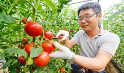 [1일 현장체험] 광주 퇴촌면 토마토 재배농가 일손돕기
