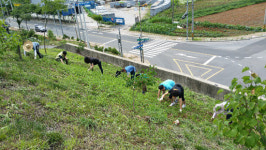 동두천시 생연1동 주민자치위원회, 못골터널 꽃잔디 제초작업 실시