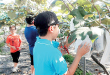 서울 초등생들, 가평 포도농장 매력에 심취