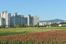 양주 나리공원, 꽃의 향연