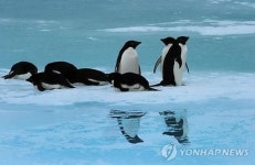 남극 북쪽지역 아델리 펭귄 개체수 30여년 간 배로 증가…원인은