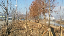 동두천시 신천변 악취 감소위한 완충녹지대 조성