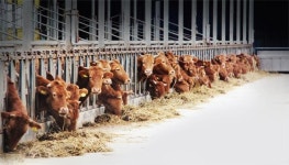 [위기의 축산업] 2. FTA시대… 농가 변화의 바람