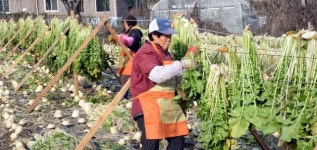 무청 시래기 말리기
