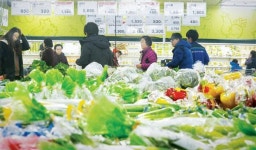 기습한파·폭설에 채솟값 ‘금값’… 식탁물가 또 ‘흔들’