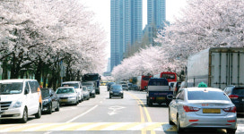 활짝 핀 벚꽃 아래 불법주차 전쟁