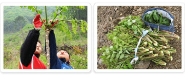 가평의 봄바람에 익어가는 초롱이 둥지마을 두릅축제 열린다