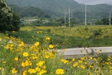 물가를 곁에 둔 5km이르는 노란 꽃길 멋길 풍경 연출
