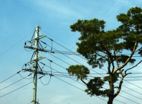 [포토에세이] 전봇대와 나무