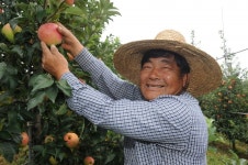 문효배 파주장단삼백농장 대표, 당도 높은 무공해 ‘DMZ 사과’… 파주 농가 신바람