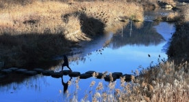 청미천 출입통제 안돼 AI 방역체계 구멍