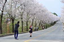제1회 여주 흥천 남한강 벚꽃축제 오는 16일까지 연장 운영