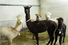 고양 테마동물원쥬쥬, 새식구 알파카 입장객 사이서 인기